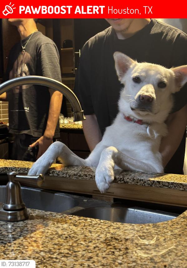 Lost Male Dog last seen Near Austin st, Houston, TX 77004