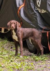 Found/Stray Female Dog last seen Greasy Creek Road and Kimsey Mtn. Hwy, Polk County, TN 37391