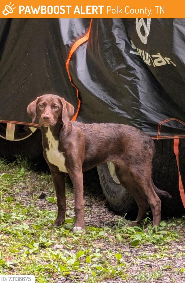 Found/Stray Female Dog last seen Greasy Creek Road and Kimsey Mtn. Hwy, Polk County, TN 37391
