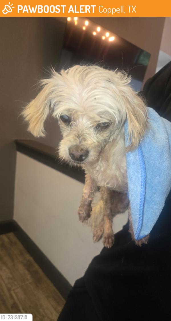 Found/Stray Female Dog last seen Wellington Place apts, Coppell, TX 75019