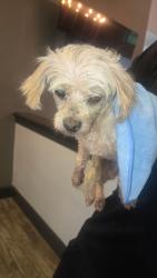 Found/Stray Female Dog last seen Wellington Place apts, Coppell, TX 75019