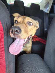 Reunited Female Dog last seen Round Lake Middle School, Round Lake Beach, IL 60073