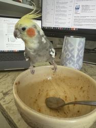 Lost Male Bird last seen Sonoma Ct between Walnut and Philadelphia, Chino, CA 91710