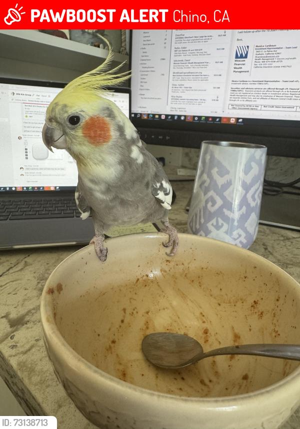 Lost Male Bird last seen Sonoma Ct between Walnut and Philadelphia, Chino, CA 91710