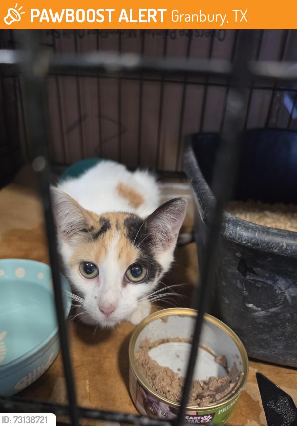 Found/Stray Female Cat last seen Jack in the Box, Granbury, TX 76048