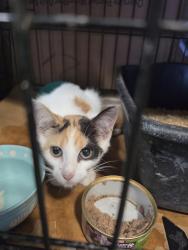 Found/Stray Female Cat last seen Jack in the Box, Granbury, TX 76048