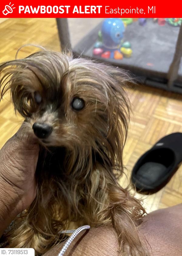 Lost Female Dog last seen Rosalind & Hauss, Eastpointe, MI 48021