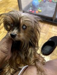 Lost Female Dog last seen Rosalind & Hauss, Eastpointe, MI 48021