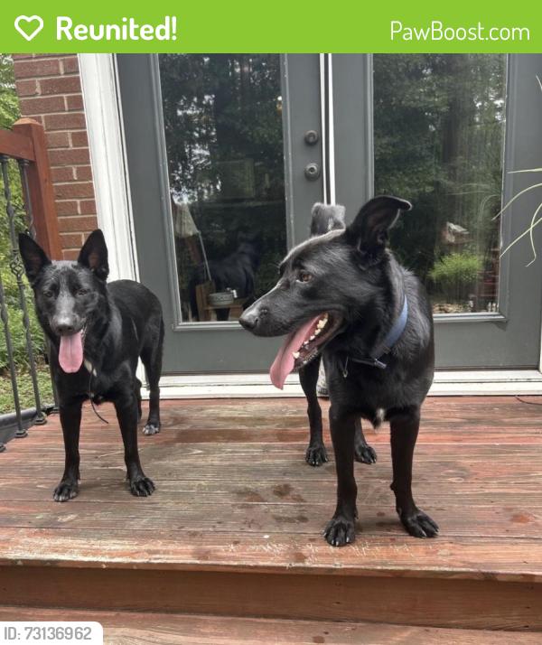 Reunited Unknown Dog last seen Golf Course Dr, Raleigh, NC 27610, USA, Raleigh, NC 27610
