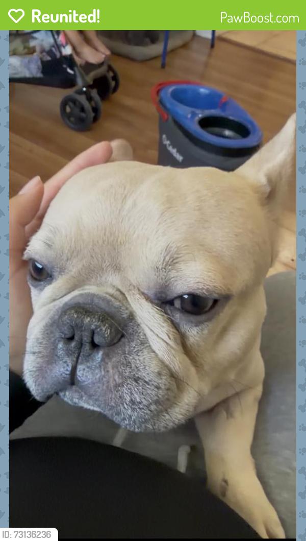 Reunited Male Dog last seen 5th and st james, San Jose, CA 95112