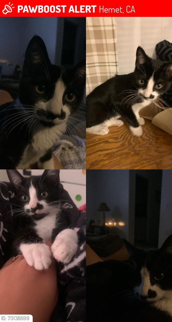 Lost Female Cat last seen San Jacinto alne dr, Hemet, CA 92545