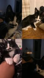 Lost Female Cat last seen San Jacinto alne dr, Hemet, CA 92545