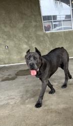 Lost Male Dog last seen Edison hwy & Fairfax rd, Bakersfield, CA 93306