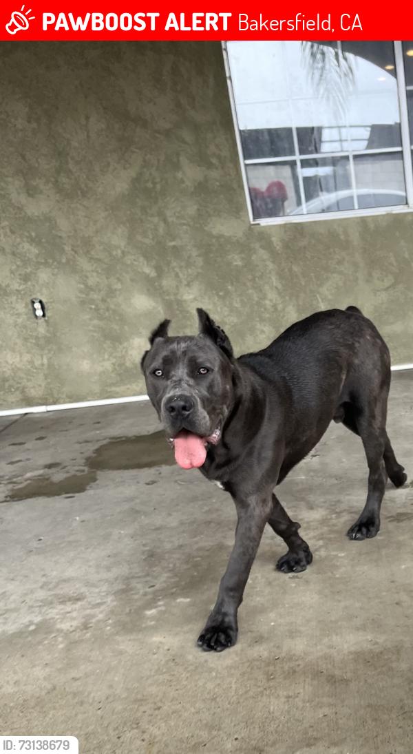 Lost Male Dog last seen Edison hwy & Fairfax rd, Bakersfield, CA 93306