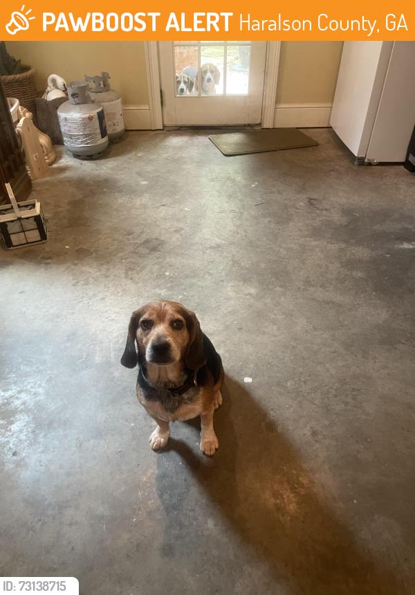 Found/Stray Male Dog last seen Intersection at Morgan Rd and Hwy 113 N in Temple GA, Haralson County, GA 30110