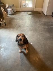 Found/Stray Male Dog last seen Intersection at Morgan Rd and Hwy 113 N in Temple GA, Haralson County, GA 30110