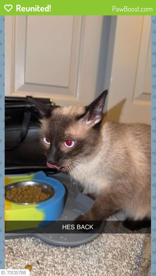 Reunited Male Cat last seen Thomas, Scottsdale, AZ 85251