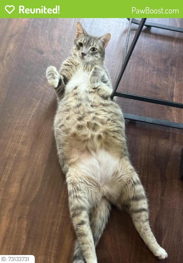 Reunited Male Cat last seen Eldorado Pkwy & Custer Rd, behind the Kroger, Frisco, TX 75035
