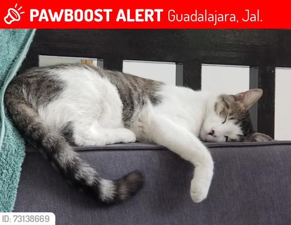 Lost Male Cat last seen Reforma y Pedro Buzeta, Guadalajara, Jal. 44200