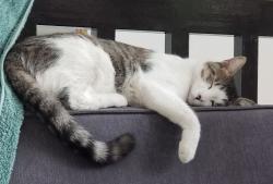 Lost Male Cat last seen Reforma y Pedro Buzeta, Guadalajara, Jal. 44200