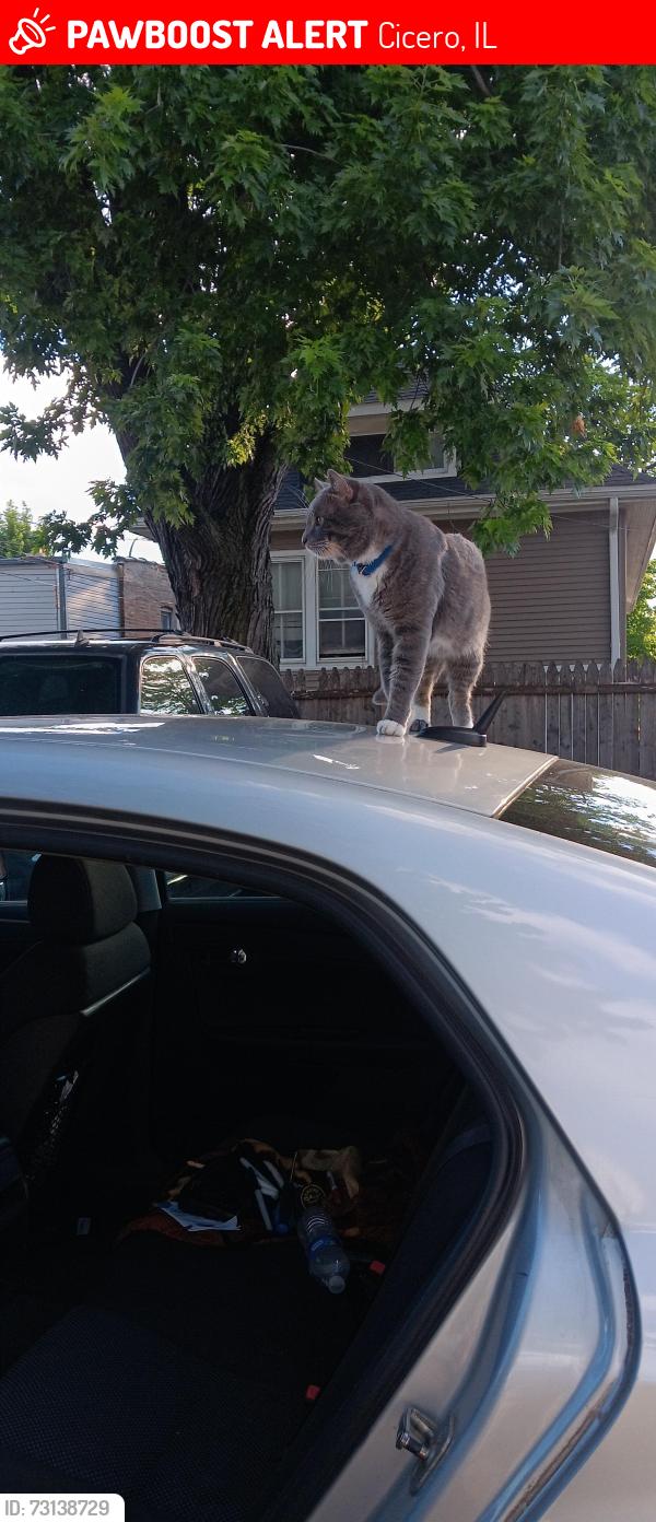 Lost Male Cat last seen 60th and 18th st , Cicero, IL 60804