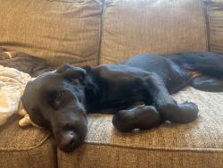 Reunited Female Dog last seen Near and WESTMORELAND, Cleveland, GA 30528