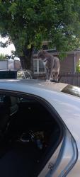 Lost Male Cat last seen 60th and 18th st , Cicero, IL 60804