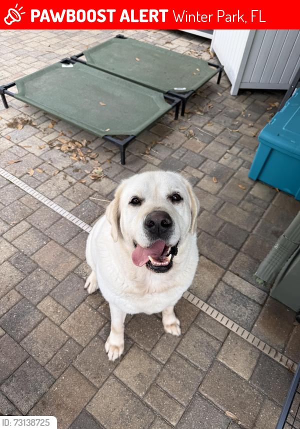 Lost Male Dog last seen Cady way trail, Winter Park, FL 32792