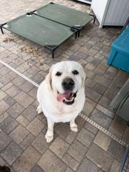 Lost Male Dog last seen Cady way trail, Winter Park, FL 32792