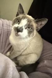 Reunited Male Cat last seen West Goshen twp PA, West Chester, PA 19382