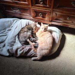 Lost Male Cat last seen Ackley Ave, between Glenwood and Palmer, Westland, MI 48186