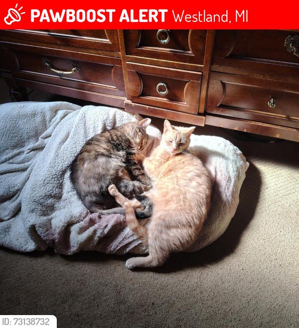 Lost Male Cat last seen Ackley Ave, between Glenwood and Palmer, Westland, MI 48186