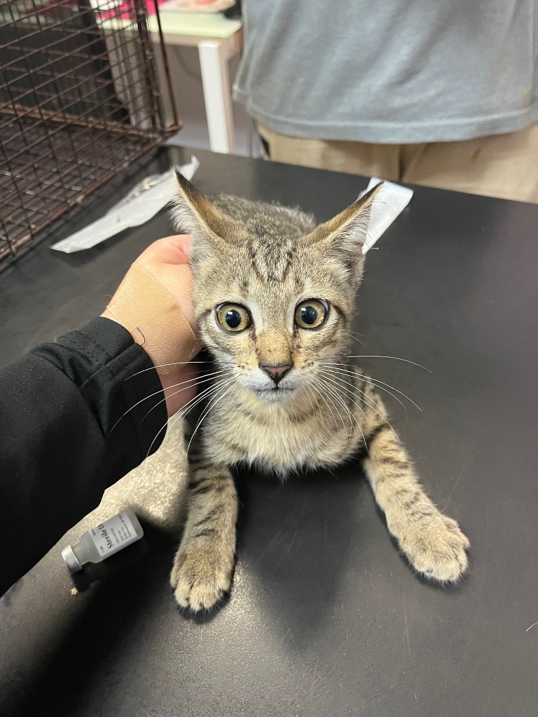 Shelter Stray Male Cat last seen Bexar County, 3353 Morningside Dr, New Braunfels, TX 78132, USA