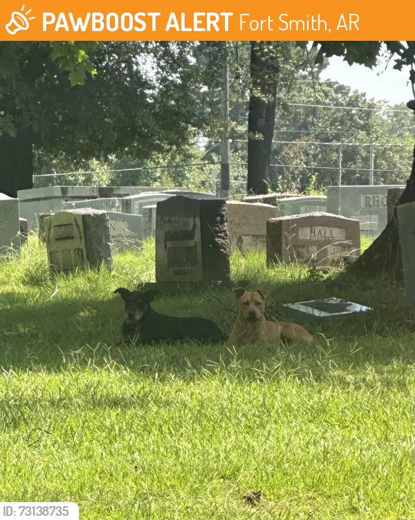 Found/Stray Unknown Dog last seen Near midland blvd & 50th - Fort Smith AR, Fort Smith, AR 72904