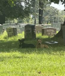 Found/Stray Unknown Dog last seen Near midland blvd & 50th - Fort Smith AR, Fort Smith, AR 72904