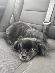 Lost Female Dog last seen Kroger in forest park, Cincinnati, OH 45240