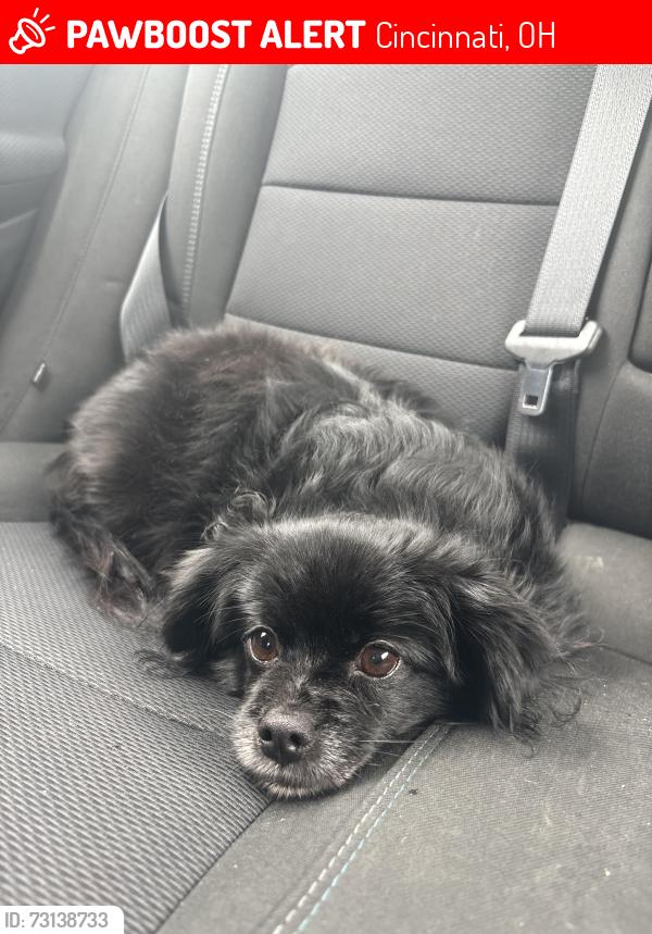 Lost Female Dog last seen Kroger in forest park, Cincinnati, OH 45240