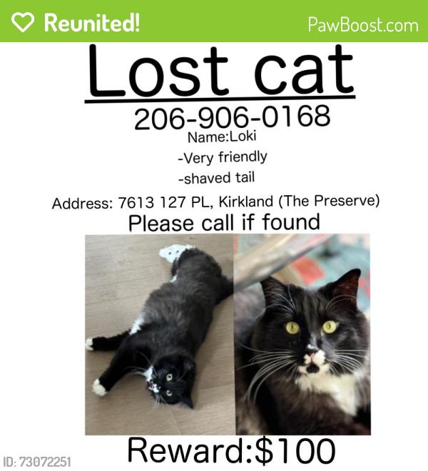 Reunited Male Cat last seen Near 127th Pl ne, Kirkland, WA 98033