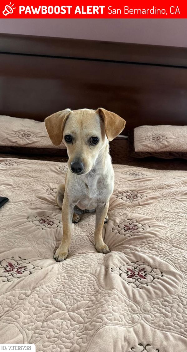 Lost Female Dog last seen highland ave, San Bernardino, CA 92411