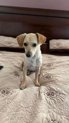 Lost Female Dog last seen highland ave, San Bernardino, CA 92411