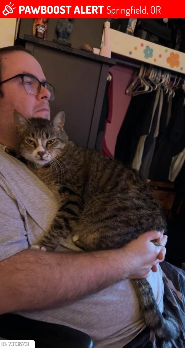 Lost Male Cat last seen 28th and G street, Springfield, OR 97477