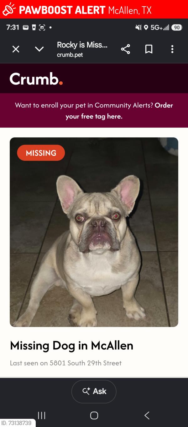 Lost Male Dog last seen Sarah Ave McAllen TX, McAllen, TX 78501