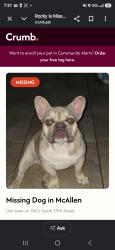 Lost Male Dog last seen Sarah Ave McAllen TX, McAllen, TX 78501