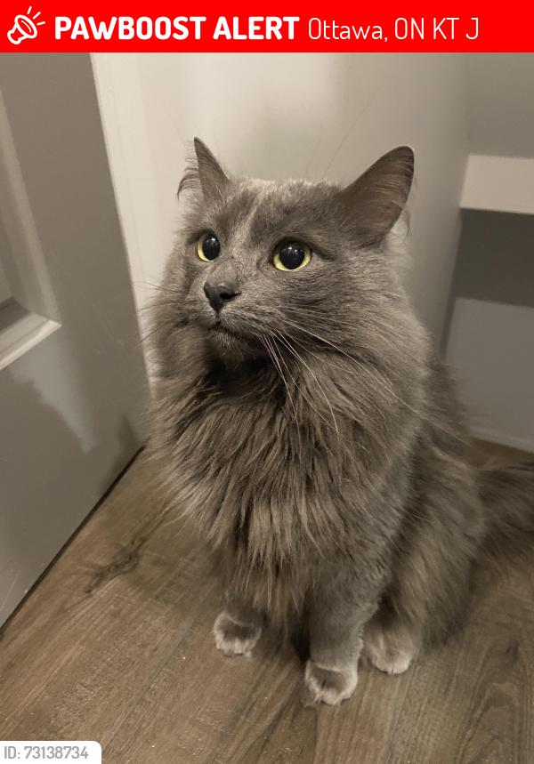 Lost Male Cat last seen Judy Laughton Park, Ottawa, ON K2T 1J1