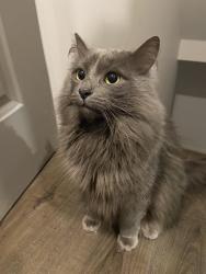 Lost Male Cat last seen Judy Laughton Park, Ottawa, ON K2T 1J1