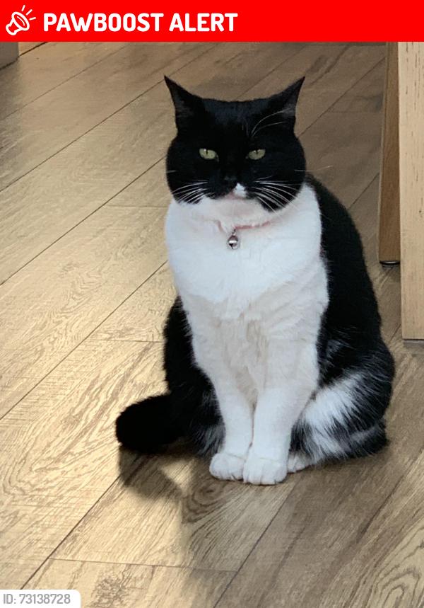 Lost Female Cat last seen Richmond Drive, Staffordshire, England 