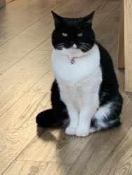 Lost Female Cat last seen Richmond Drive, Staffordshire, England 