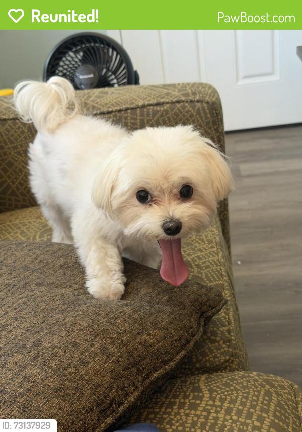 Reunited Female Dog last seen Near Ivy Glen Dr, Grapevine, TX 76051, Grapevine, TX 76051