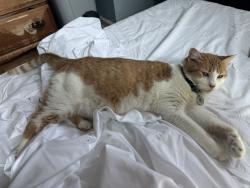 Reunited Female Cat last seen George Washington Highway and Scodon Drive, Ridgefield, CT 06877