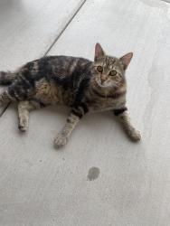 Found/Stray Male Cat last seen Antigua Dr., Pasco, WA 99301